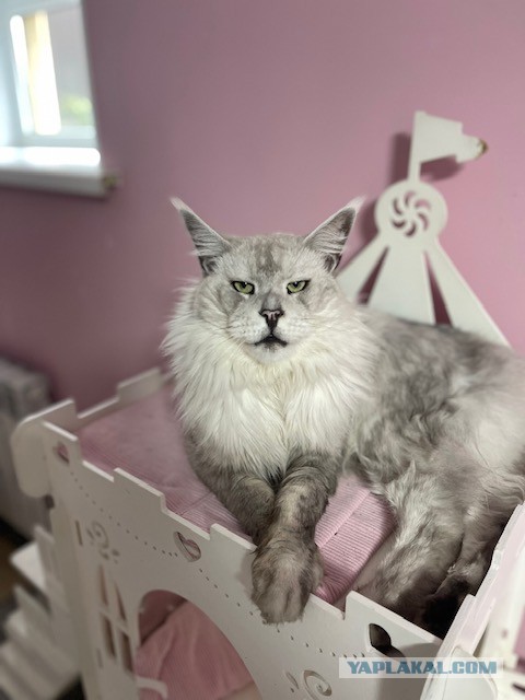 Мой котяра