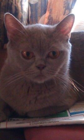 Котовторник 21.05.2013
