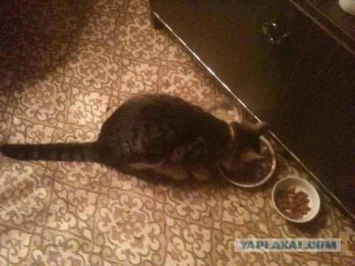 Котовторник 04.06.2013