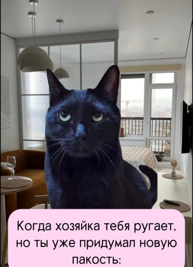 Подборка картинок-баянов с котиками и про котиков. Выпуск 29.