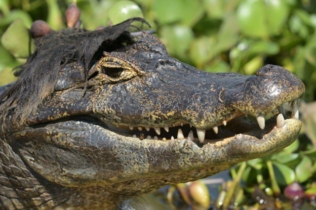 Снимки финалистов конкурса Nikon Comedy Wildlife Awards 2026