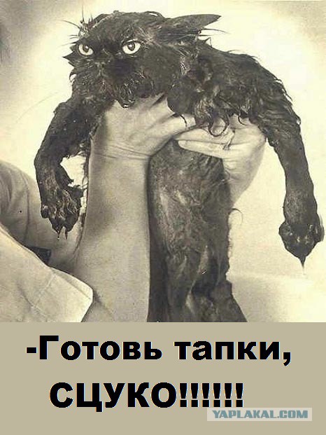 Кошка, стирка и истерика.