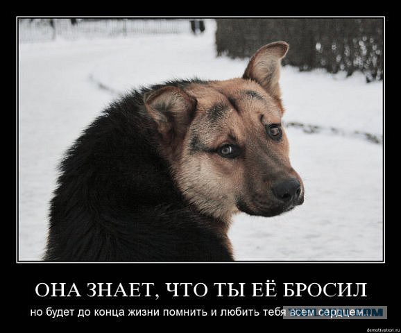 Пес-спасатель жил на дороге в чистом поле