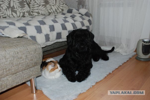 Котовторник 04.03.2014