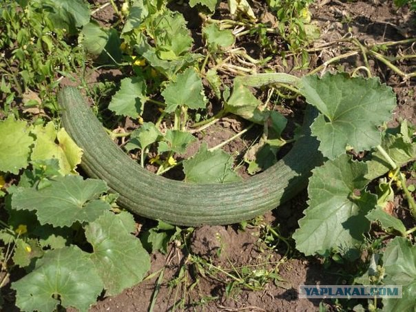 Небывалый урожай арбуза в Крыму.