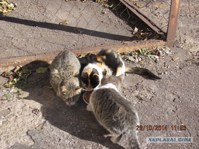 Котовторник 28.10.2014