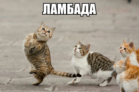 20 самых известных котов в интернете.