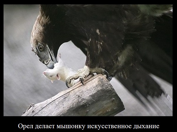Веселые картинки