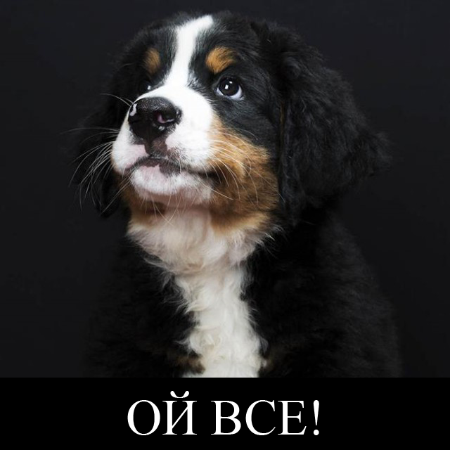 Персональные фотографии животных.