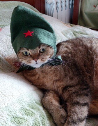 Котовторнику посвящается.