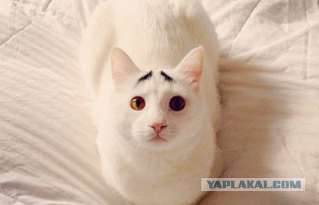 10 кошек, которых раскрашивала сама природа