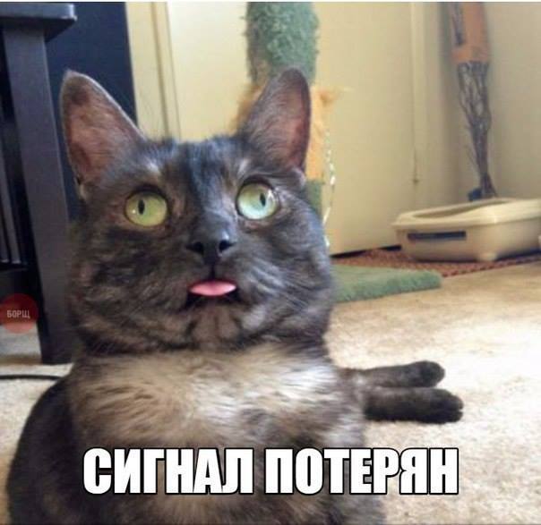 Не все котики одинаково фотогеничны