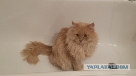 Котовторник 15.12.2015