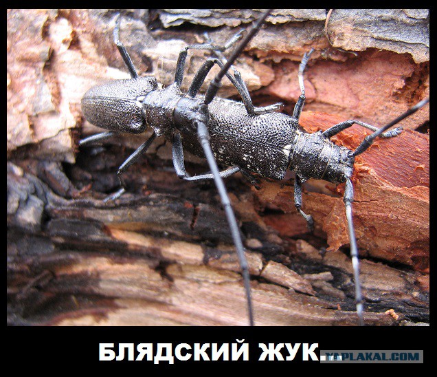 Какое же?
