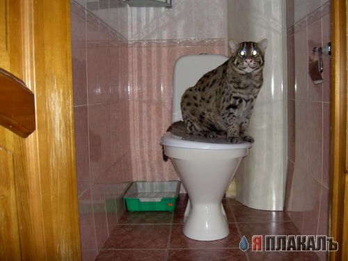 ДИКИЕ КОШКИ