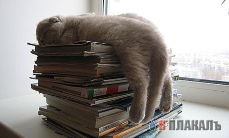 Коты, кошки, котята