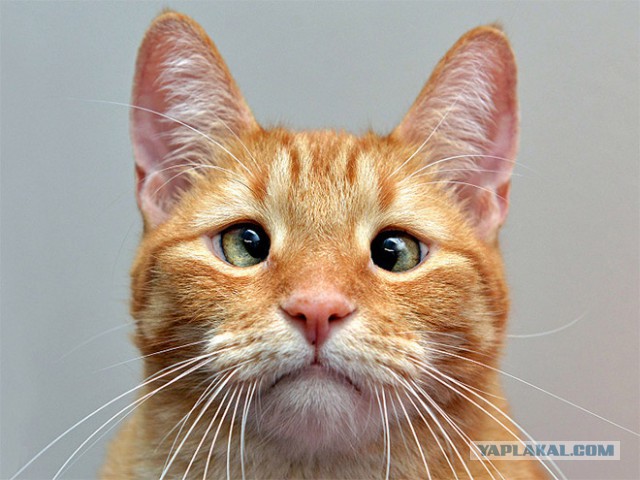 Котенок Альф стал частью персонала в ветеринарной клинике!