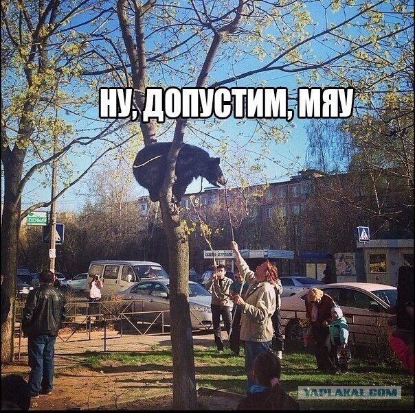 Мохнатые беспредельщики