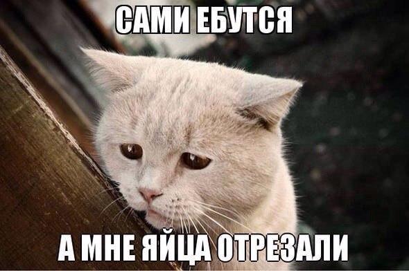 У меня зазвонил телефон