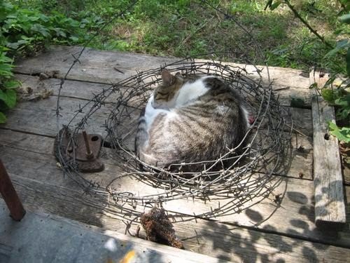 Прикольные животные