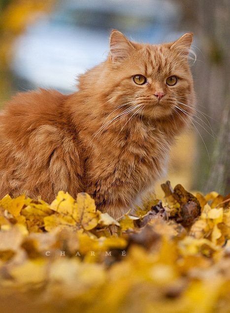 Прикольные животные