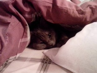 Коты из сети