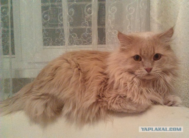 Котовторник 08.11.2016