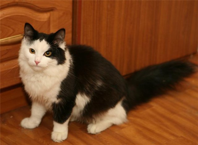 Коты из сети