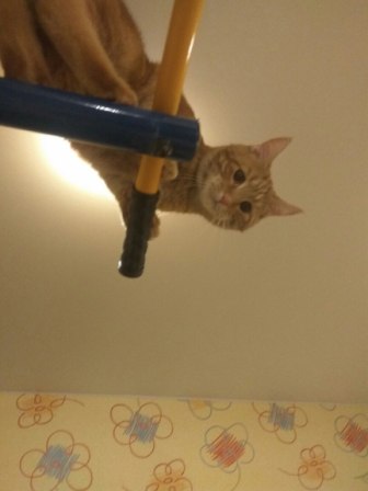 Котовторник  31.01.2017