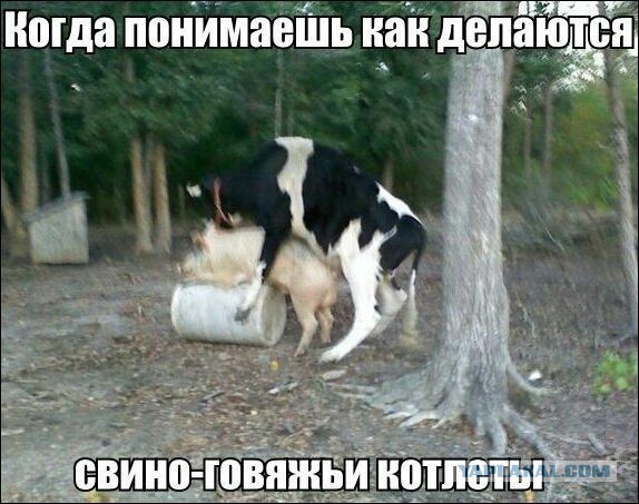 Коровы выглядят довольно странно, когда решают посидеть на травке