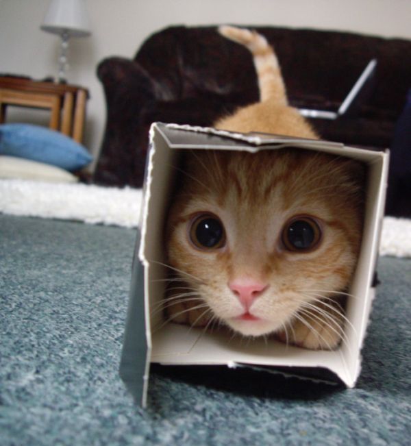 Коты и Кошки