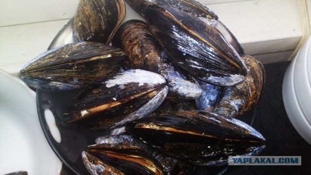 International одной книги., В память о Дженибеке.