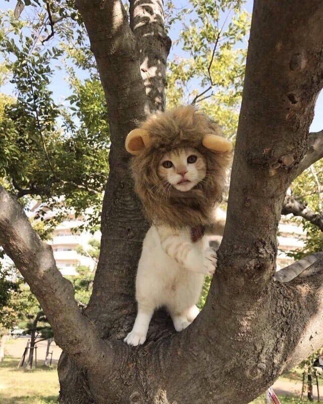 Коты и Кошки