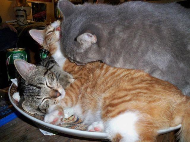 Коты и Кошки