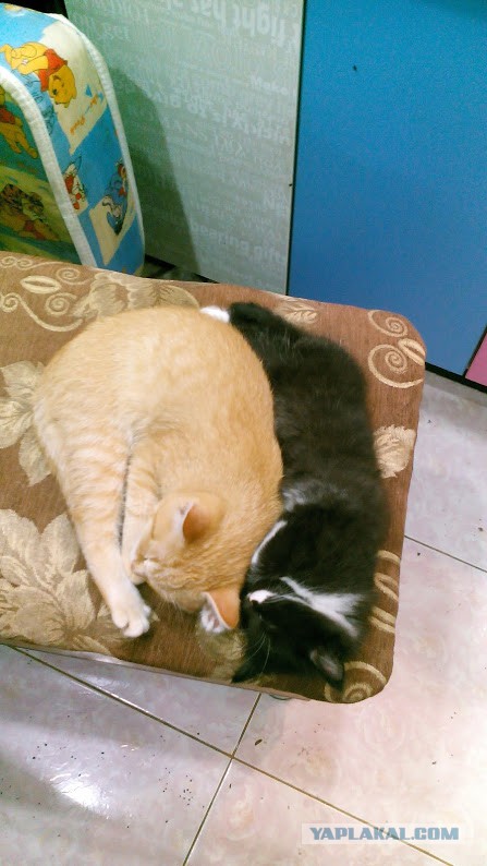Котовторник 03.10.17.