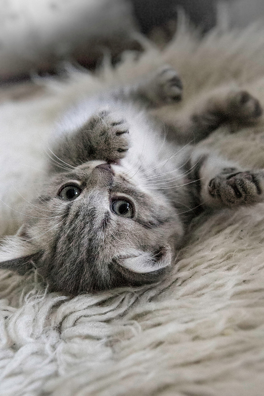Котовторник