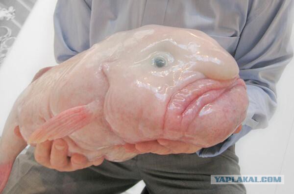 История одного айфона