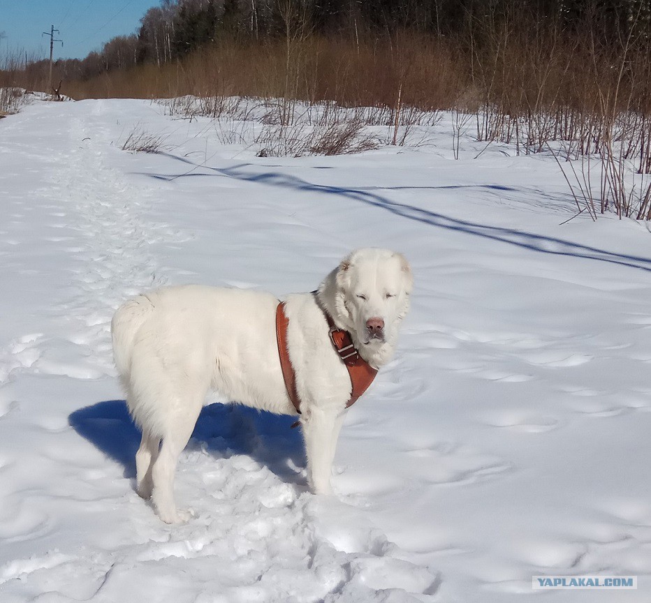 Ирландский волкодав щенки. Северо кавказский волкодав. Волкодав собака. Ирландский волкодав и мастиф. Смесь волкодава.