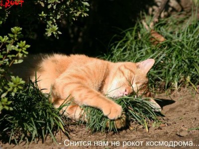 Прикольные коты на среду! ОЧЕНЬ МНОГО!