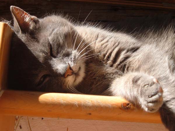 Котовторник  на  ЯПлакалъ