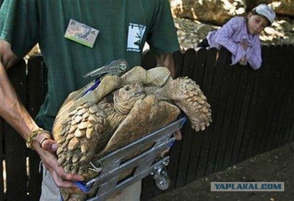 Черепаха на колесах