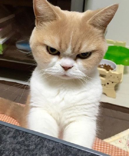 Немного милоты