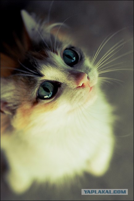 Котовторник на ЯПлакалъ