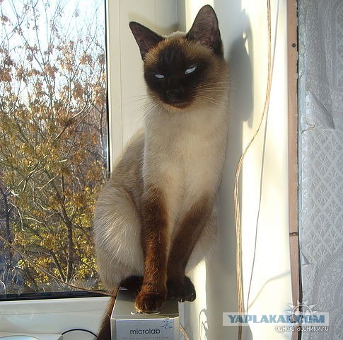Котовторник?