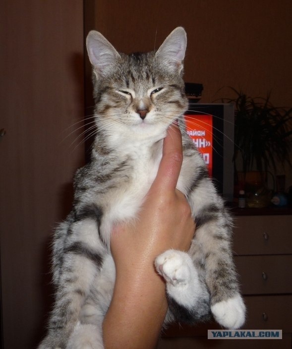 Кошкины истории со счастливым концом