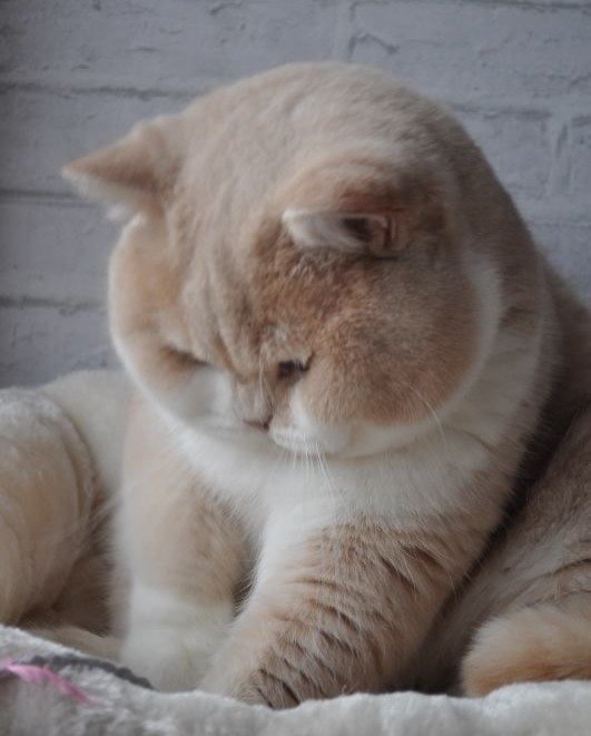 Прикольных котов пост