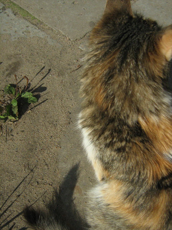 Котовторник (14.02.2012)