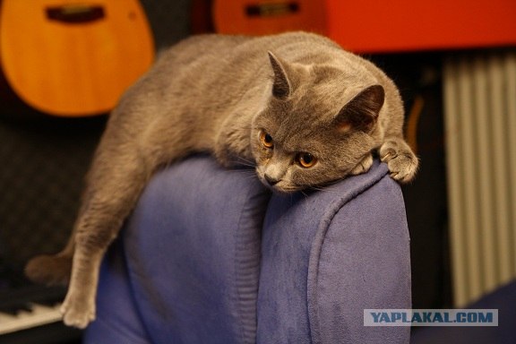 Кот на кресле