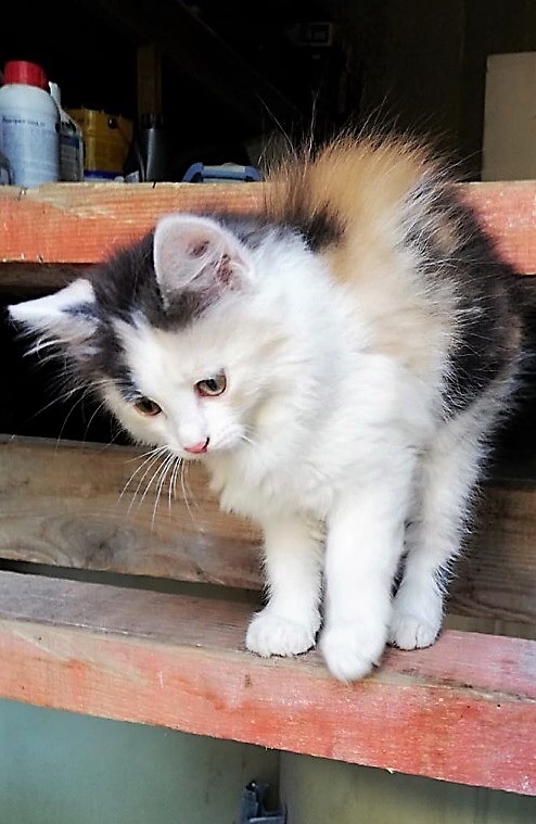 Забавные фото котеек