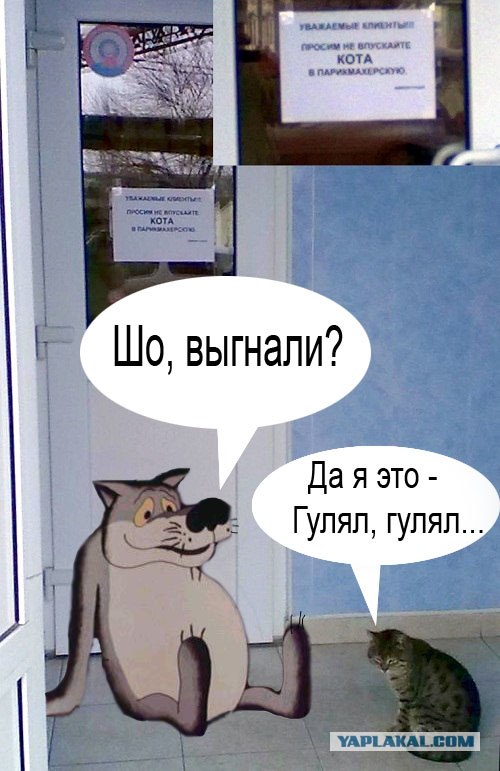 Не впускайте кота в парикхмахерскую)))